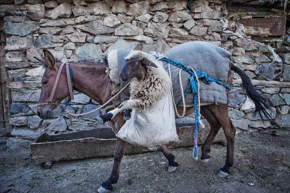 The Sheep in the Saddlebag Nadir Bucan
