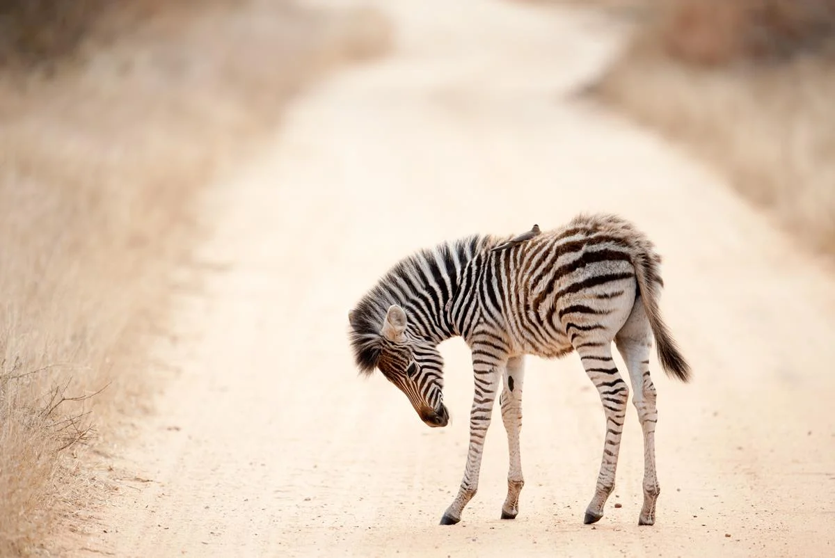 Zebra Calf, Sabi Sands, South Africa, 2011 William Bullard