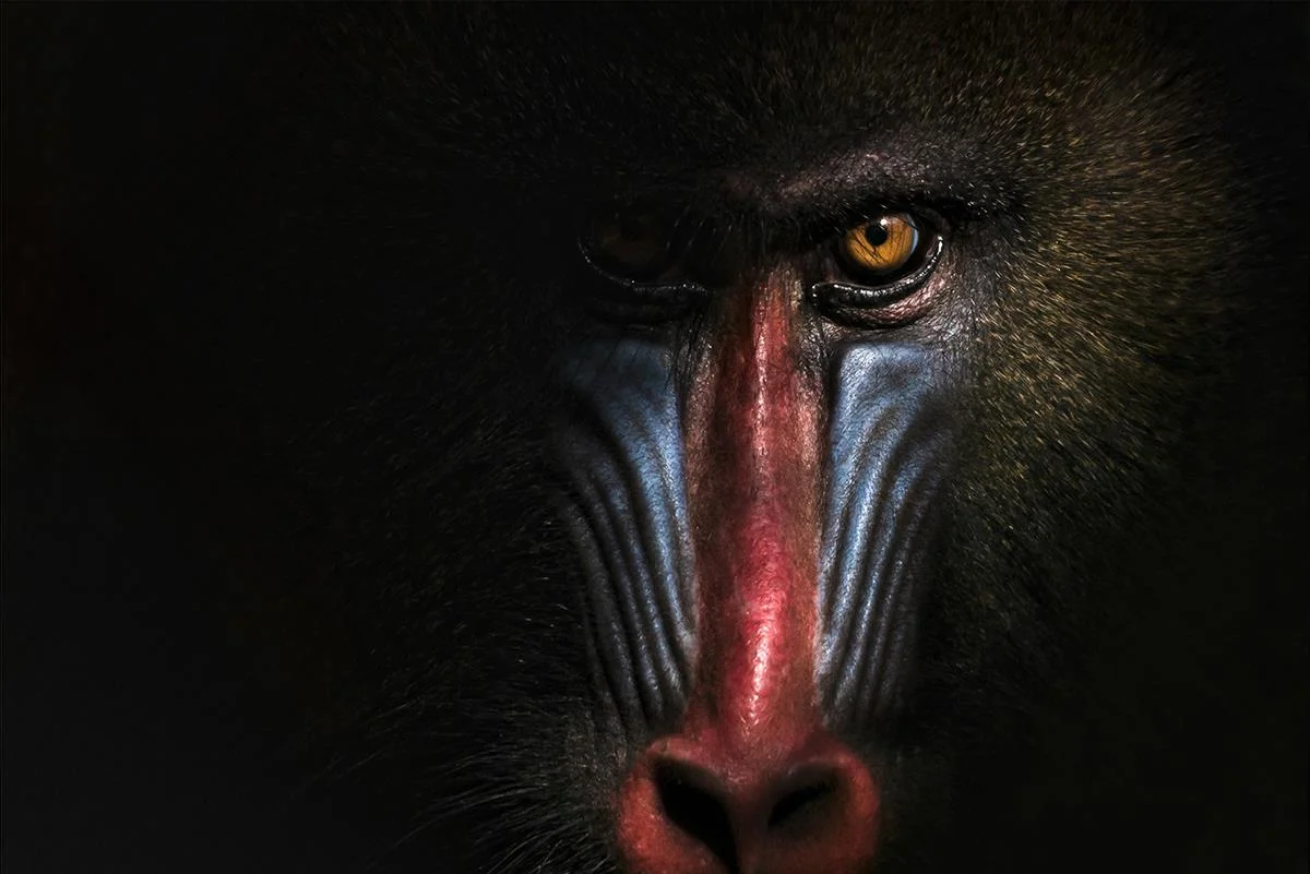 Mandrill Melissa Cormican