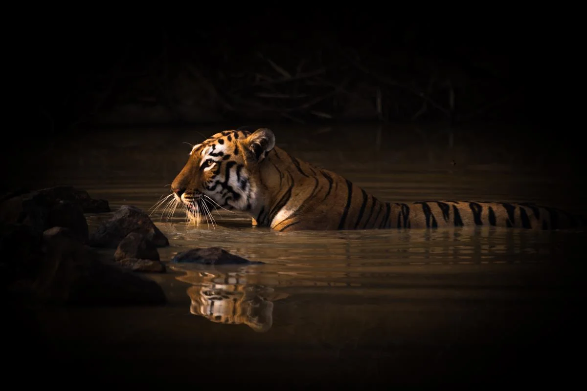 Bengal tiger with catchlight in water hole Nick Dale