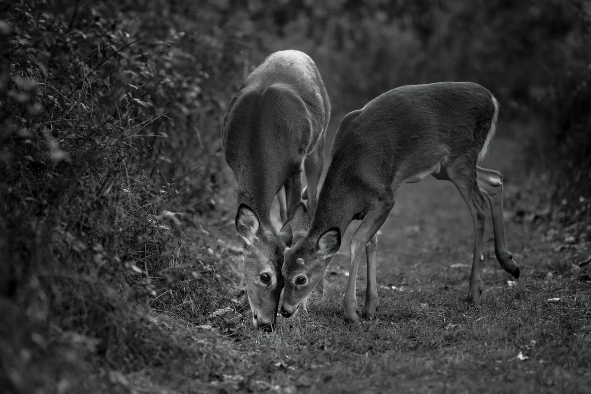 Dear Deer Jo Fields