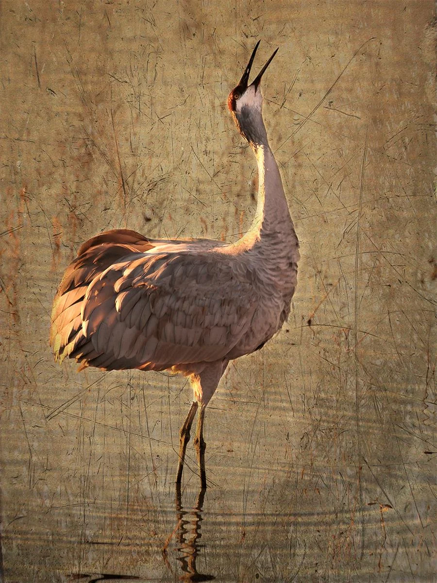 Crane Call John DuBois