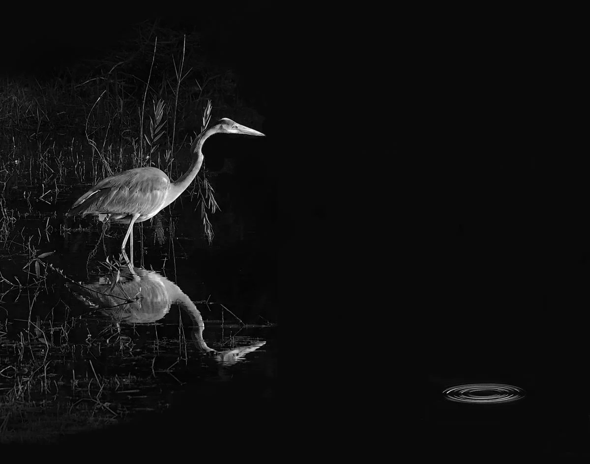 What Was That? (Great Blue Heron) William Goodwin