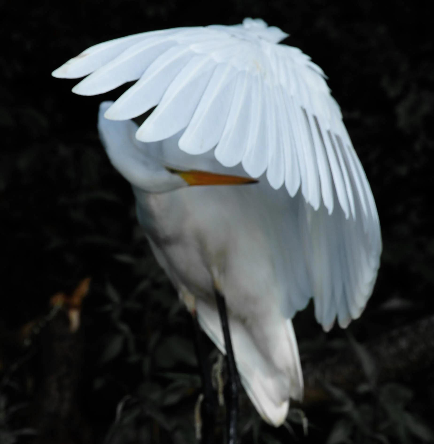 Egret Laura Hankin