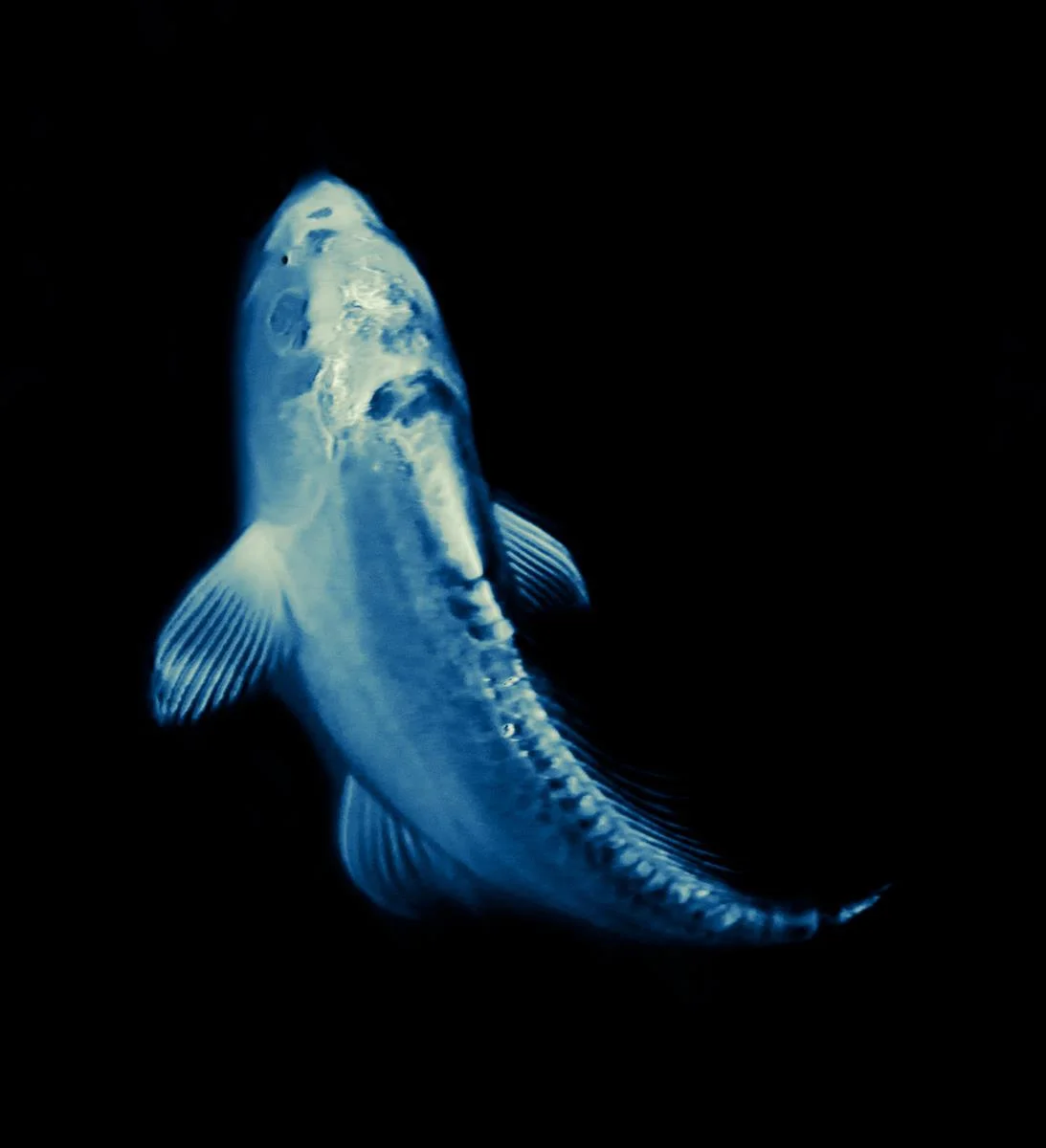 Ghost Swimmer Andrew Hoff