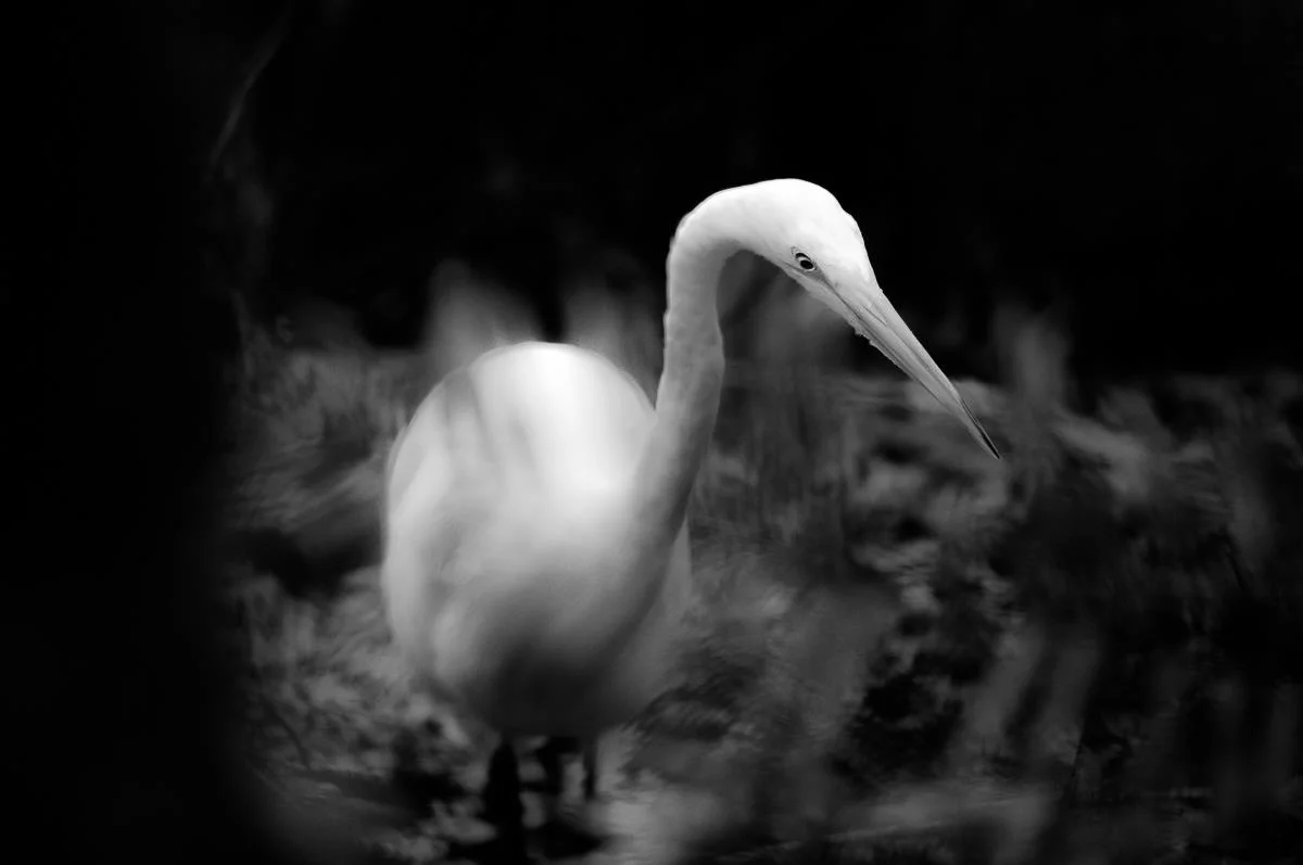 Great Egret - Six Mile Cypress Gary Jones