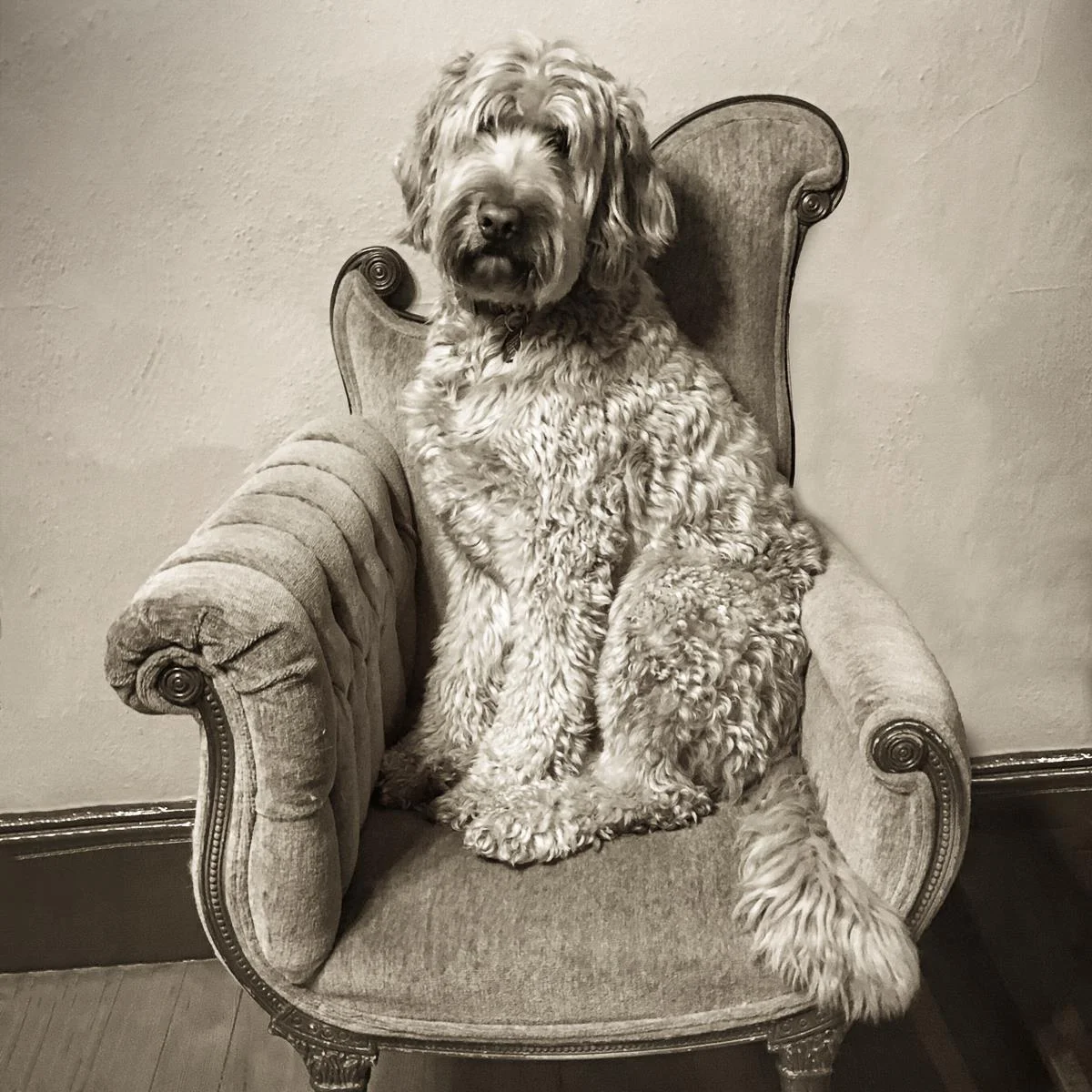 Clancy Posing for his Portrait Carol Isaak