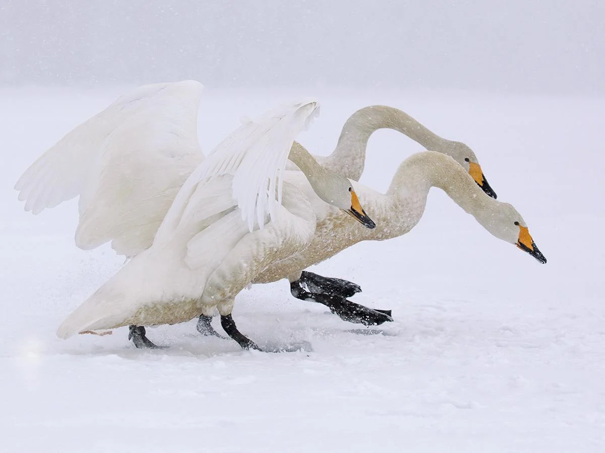 The Three Swans - Japan Patti Mitchell
