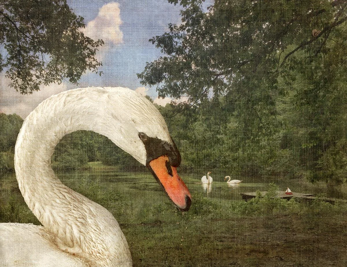 Swan-Dipity Dale Niles