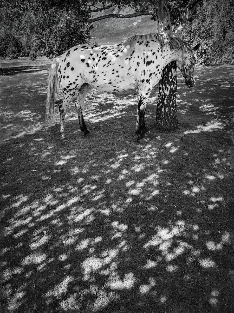 Spotted Horse/Speckled Light Sarah Hood Salomon