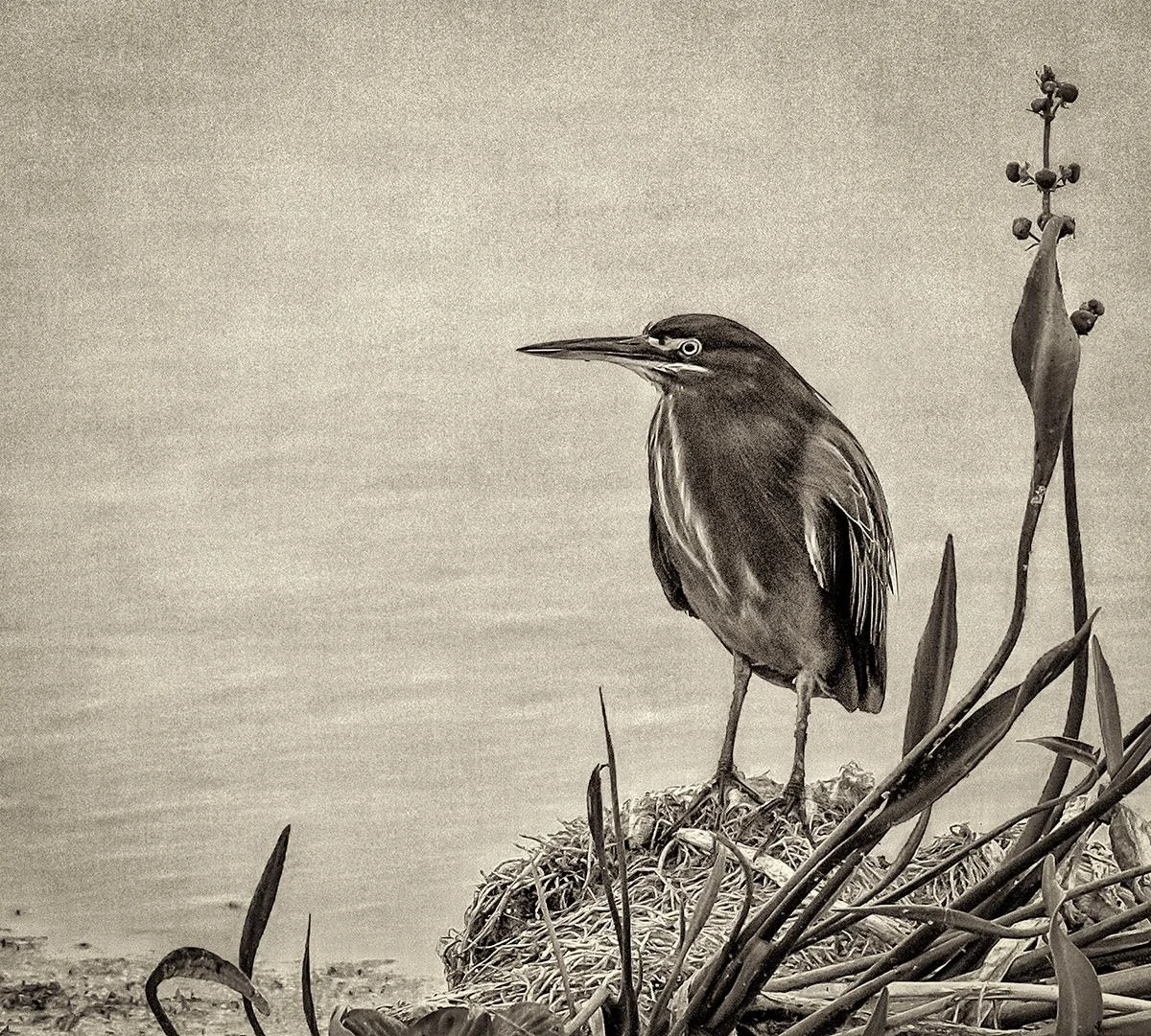 Green Heron Jim Turner
