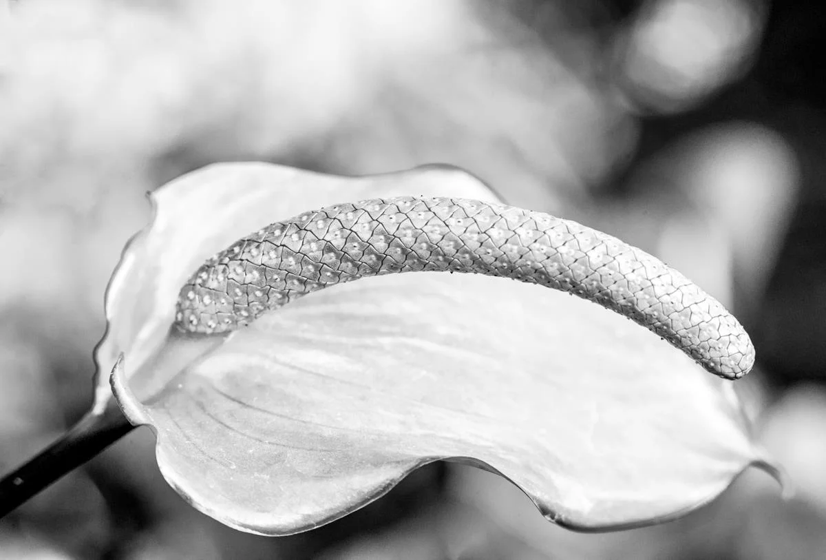 Curves Marcia Molnar