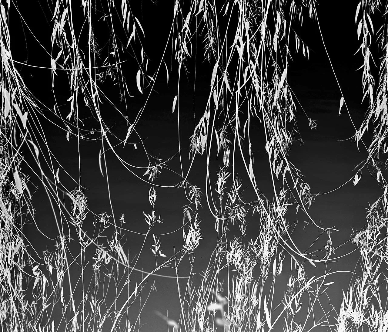 Chinese Willows Sandra Chen Weinstein