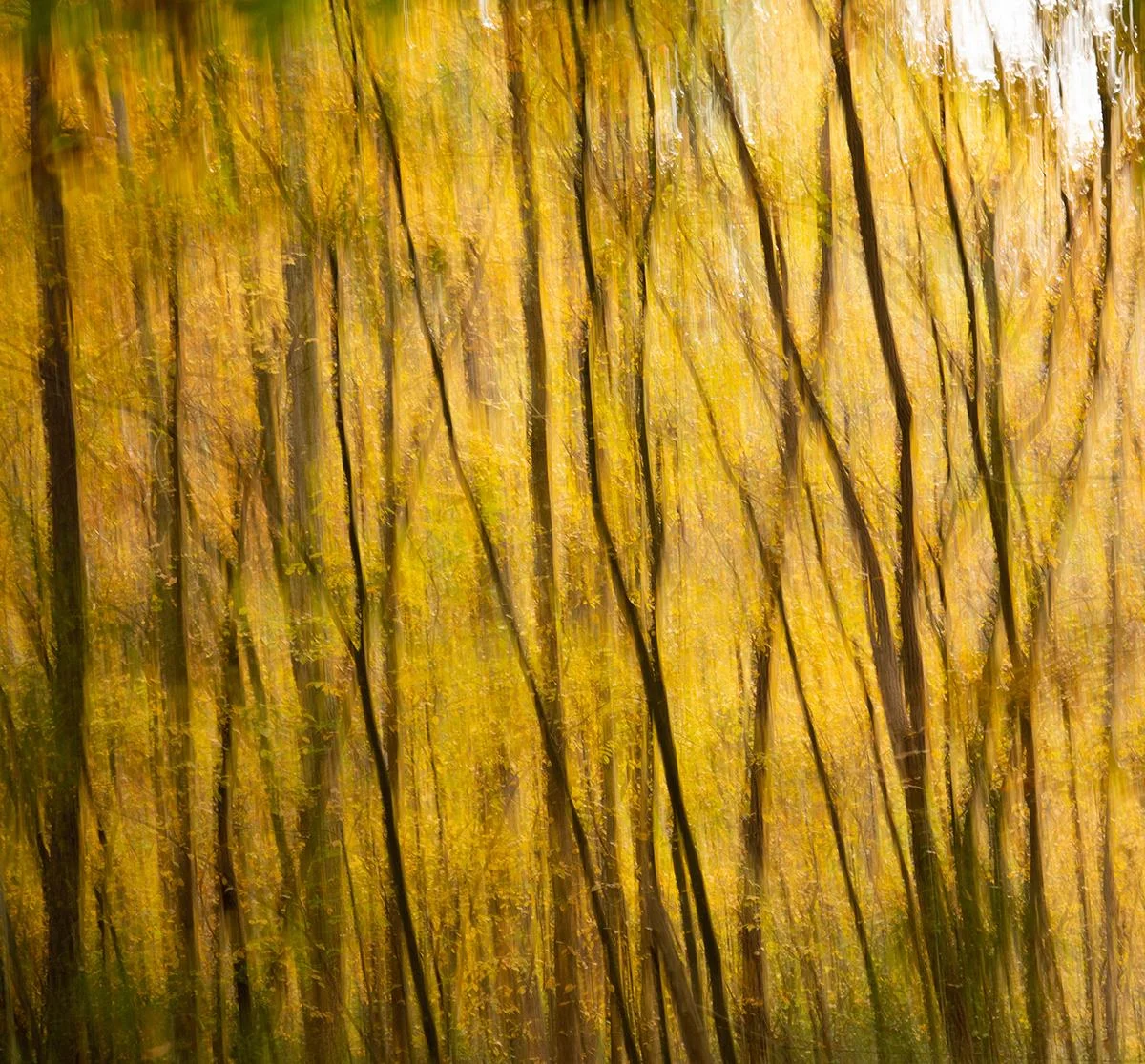 Yellow Anna Oliver