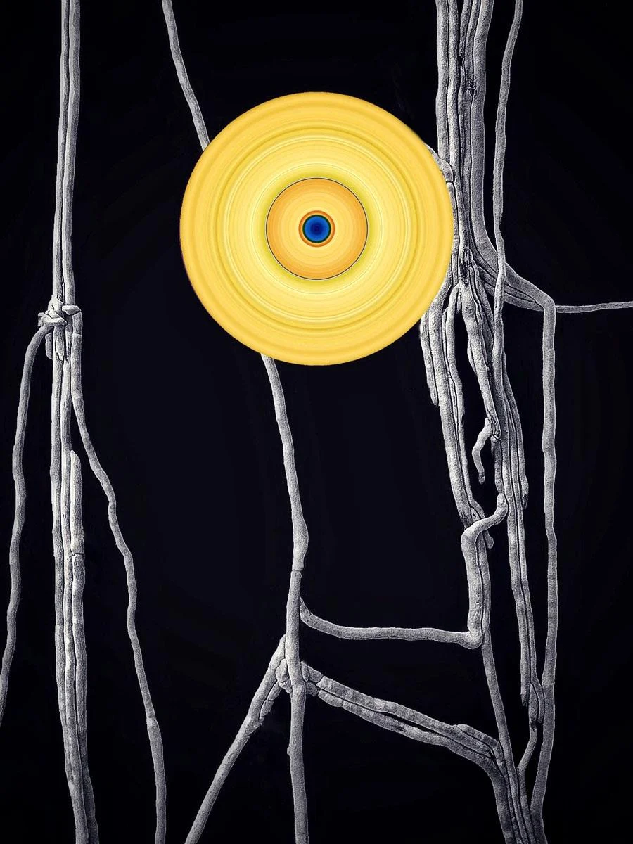 Untitled Sandi Pfeifer