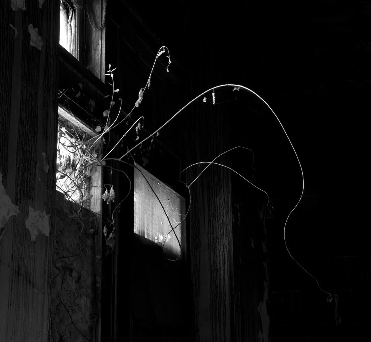 Intruding Vines Andrew Hoff