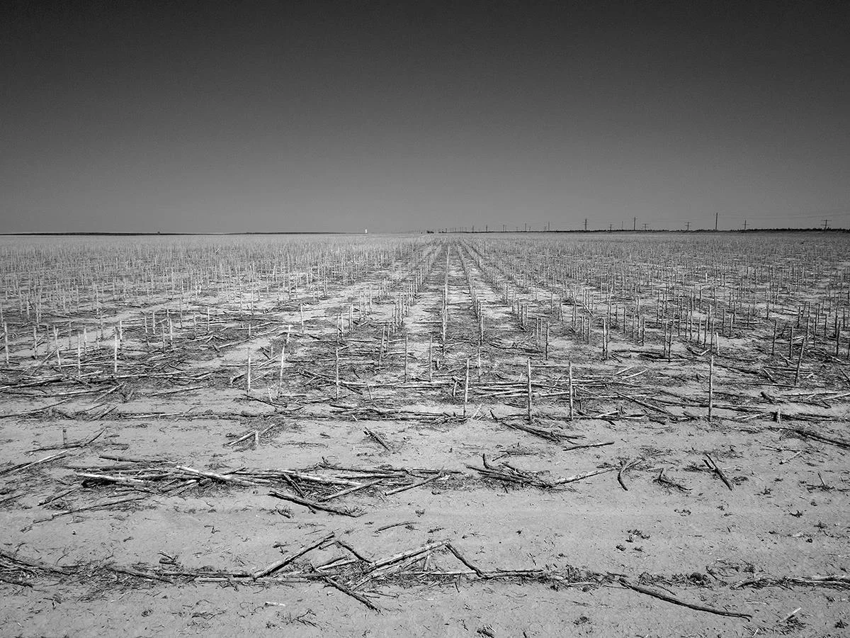 Within the Drought Michael Pointer