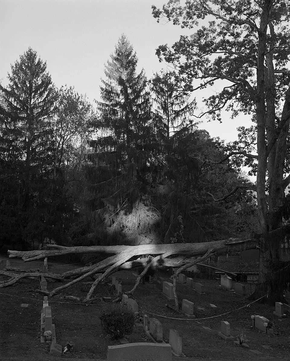 Backyard Saskia Baden