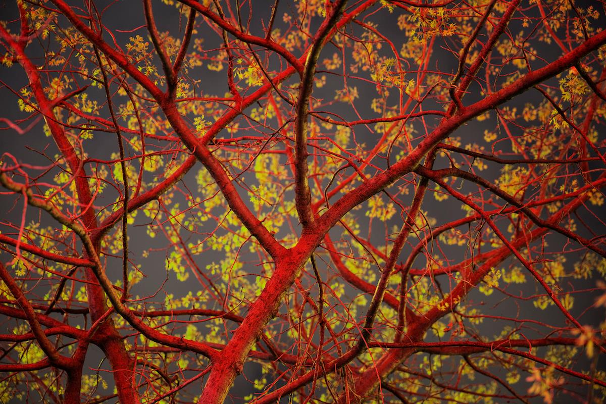 Night Trees: Artie's Deli Sue Bailey suebaileyphotography.com