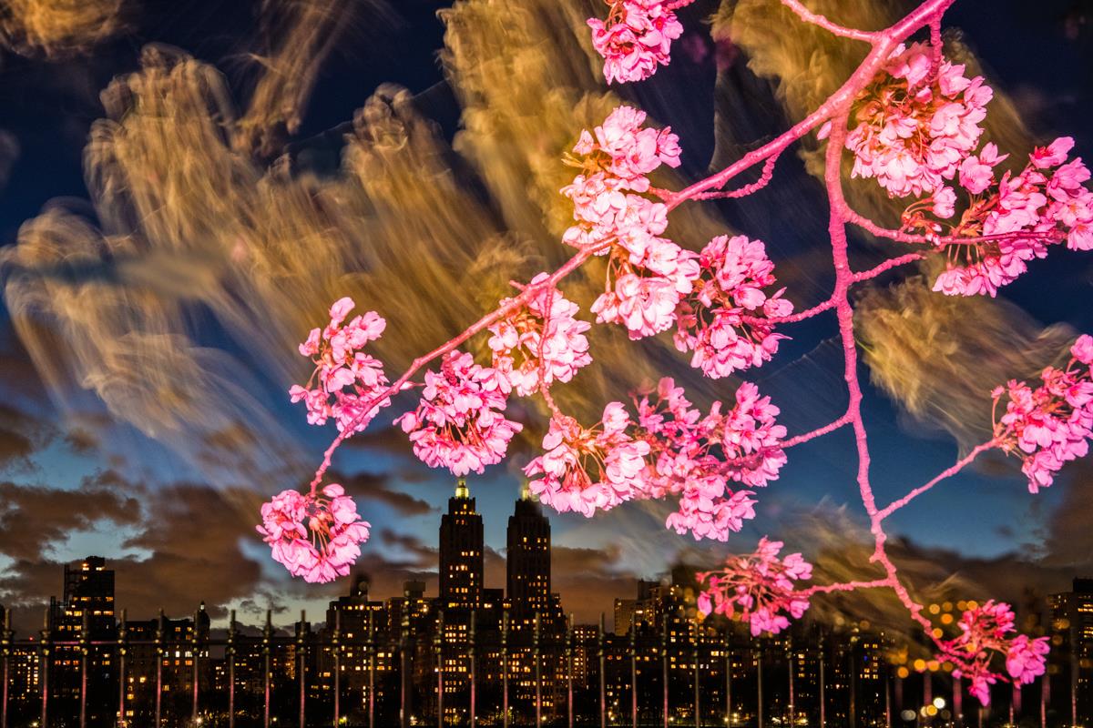 Night Blooms 4 Russ Rowland www.rrsnapshop.com