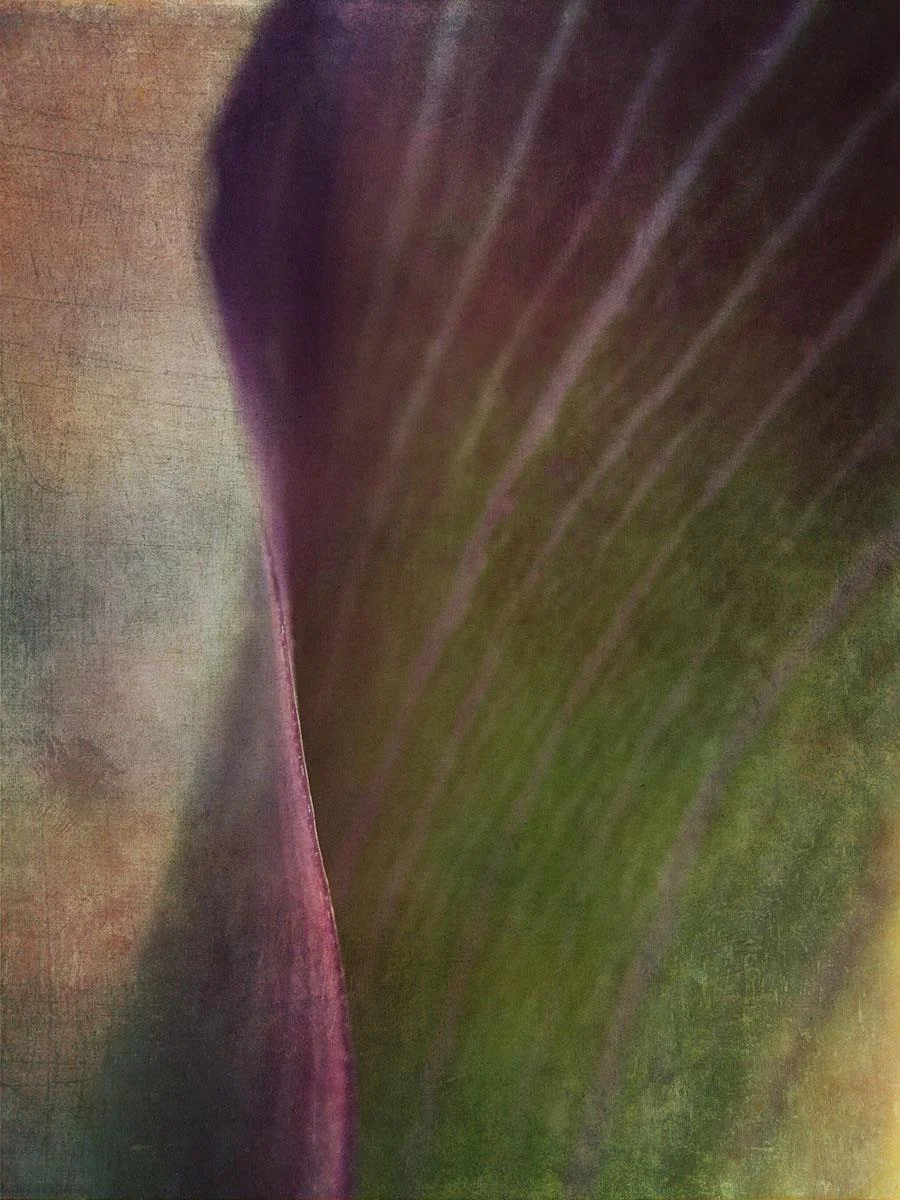 Calla Lily Catherine Caddigan