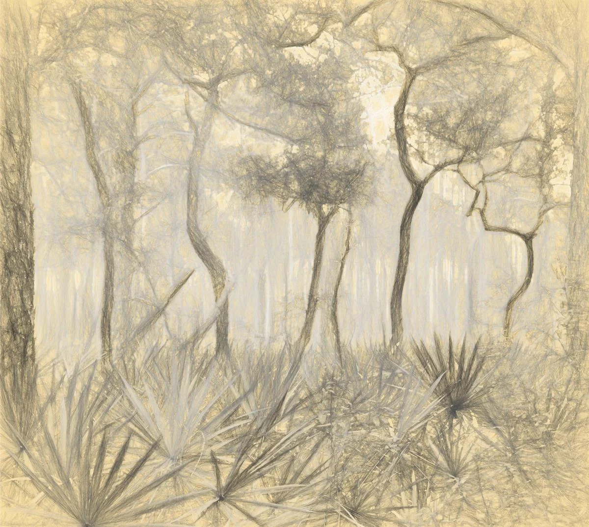 Mysterious Forest George S Gati