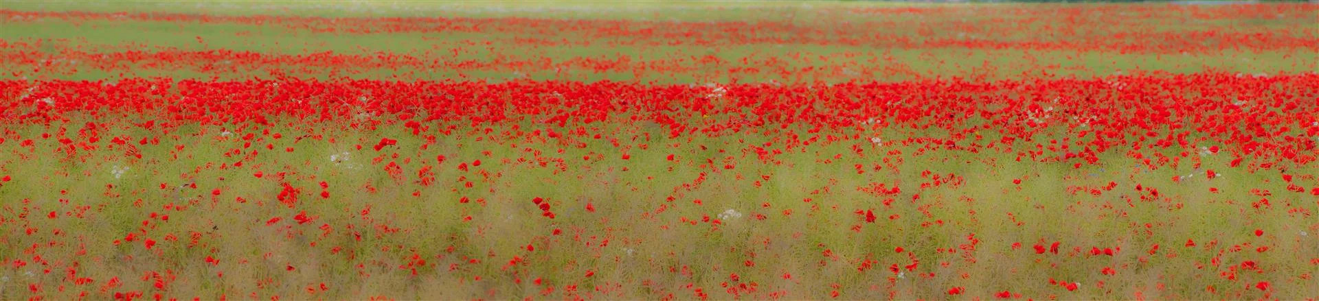 Poppies Patricia Gilman patriciagilmanstudio.com