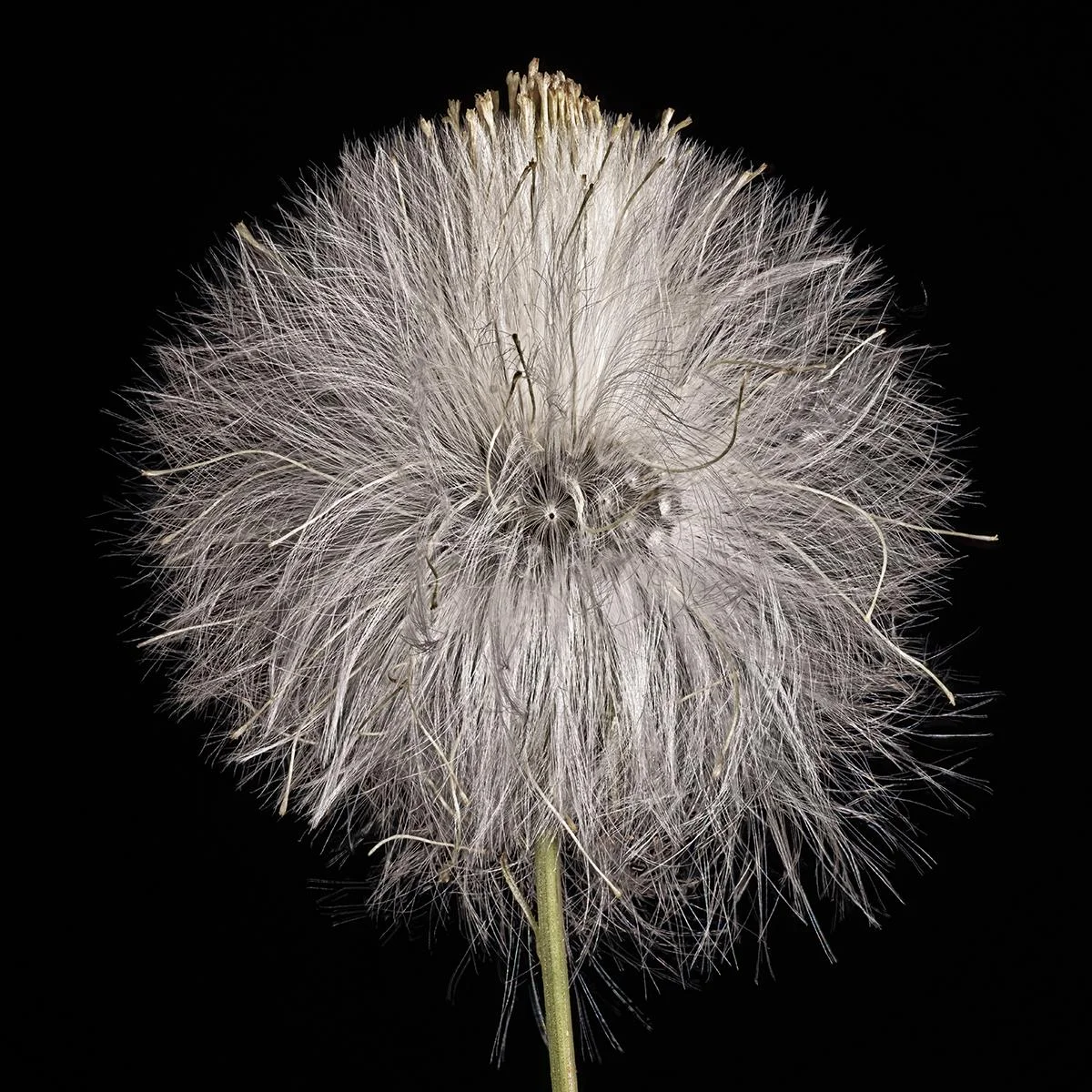 Hawkweed Bill Harbin http://www.billharbin.com