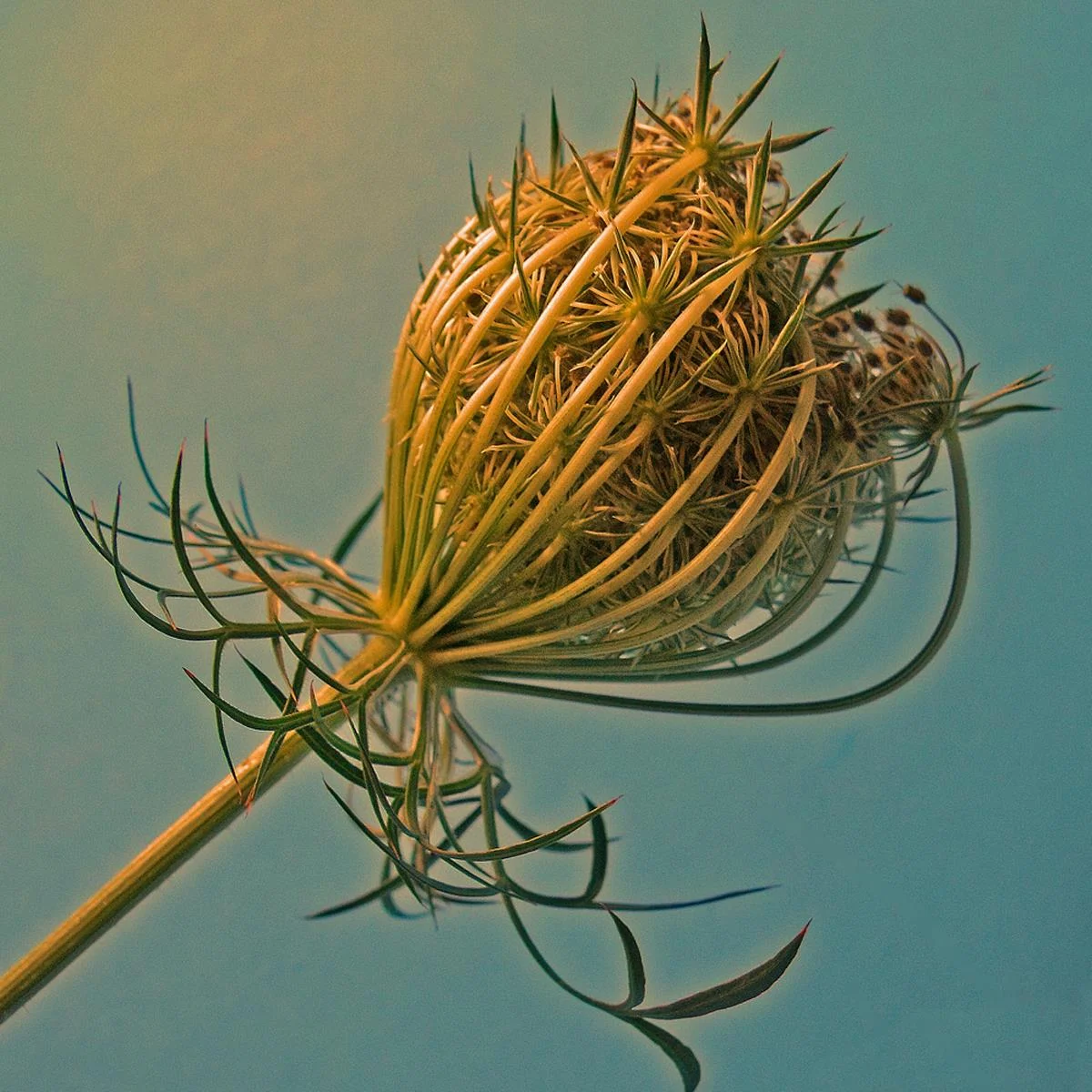 Gone to Seed Elisabeth M Johnston