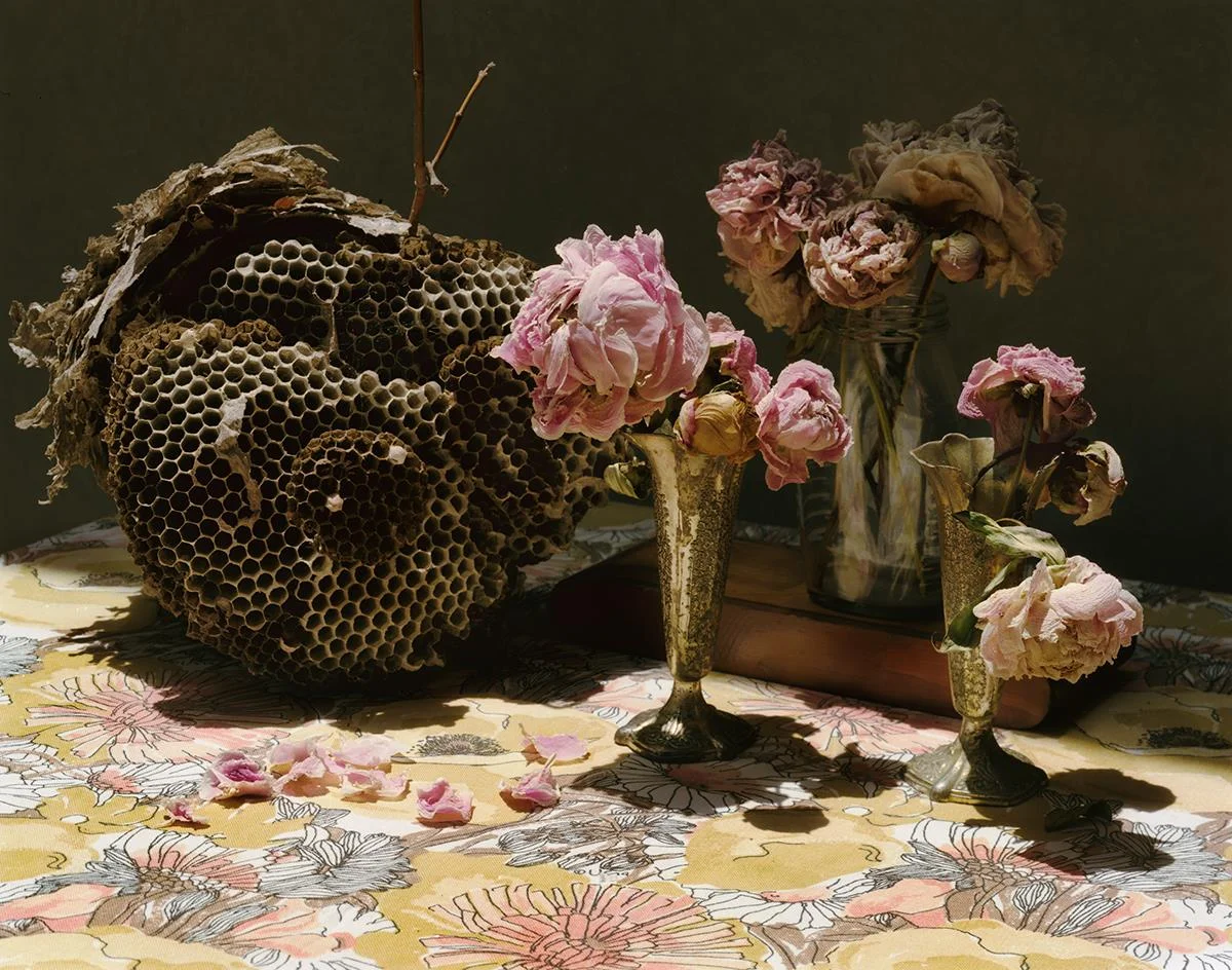 Still Life with Dried Peonies & Wasp Nest Alison Smith www.alisonasmith.com