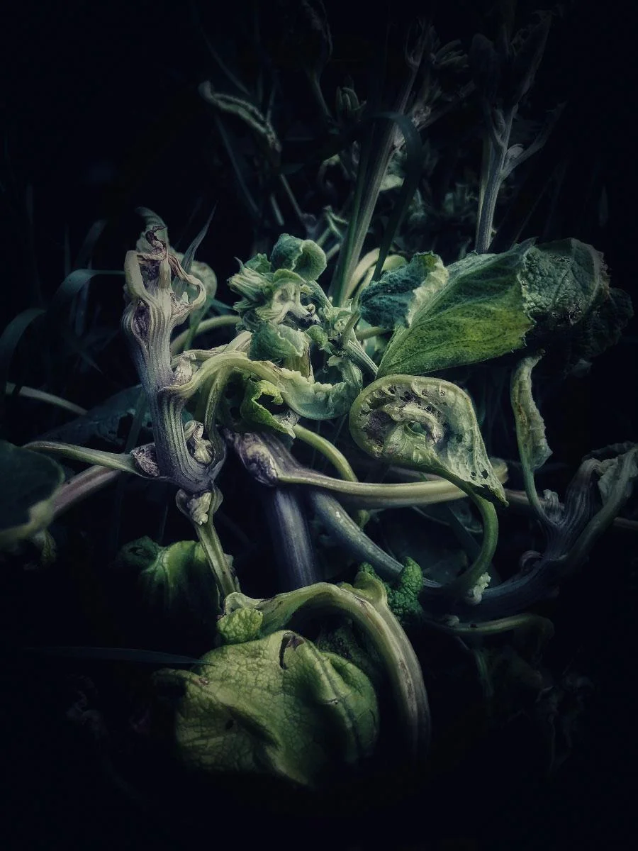 Wild Gourd Jennifer Wannen https://www.jenniferwannenphotography.com