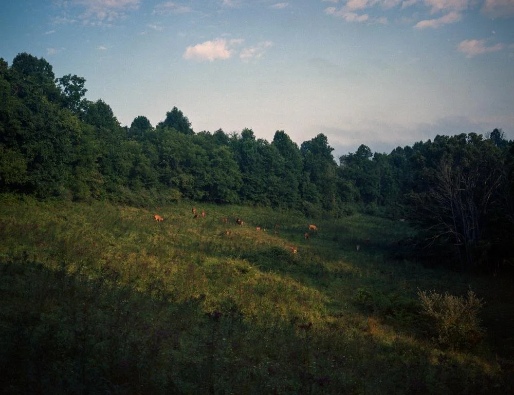 The Upper Field Katherine Akey www.kathyakey.com