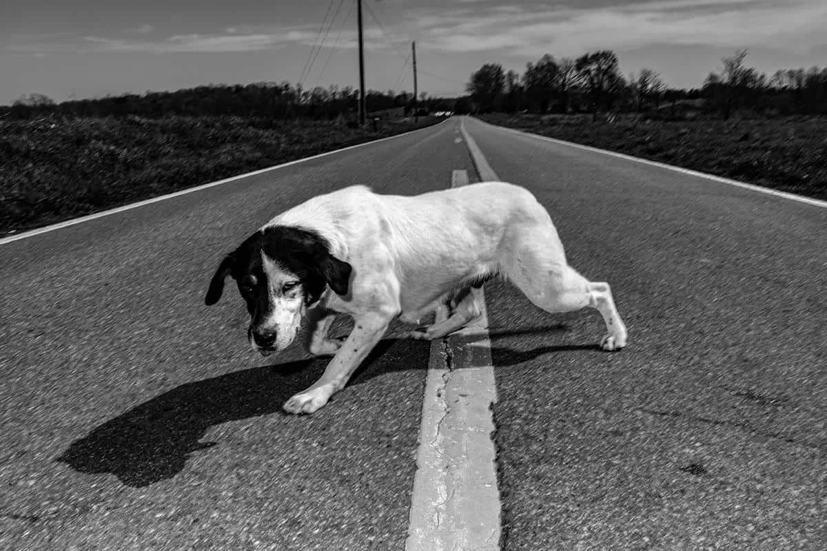 Stray Dog Jefferson Lankford