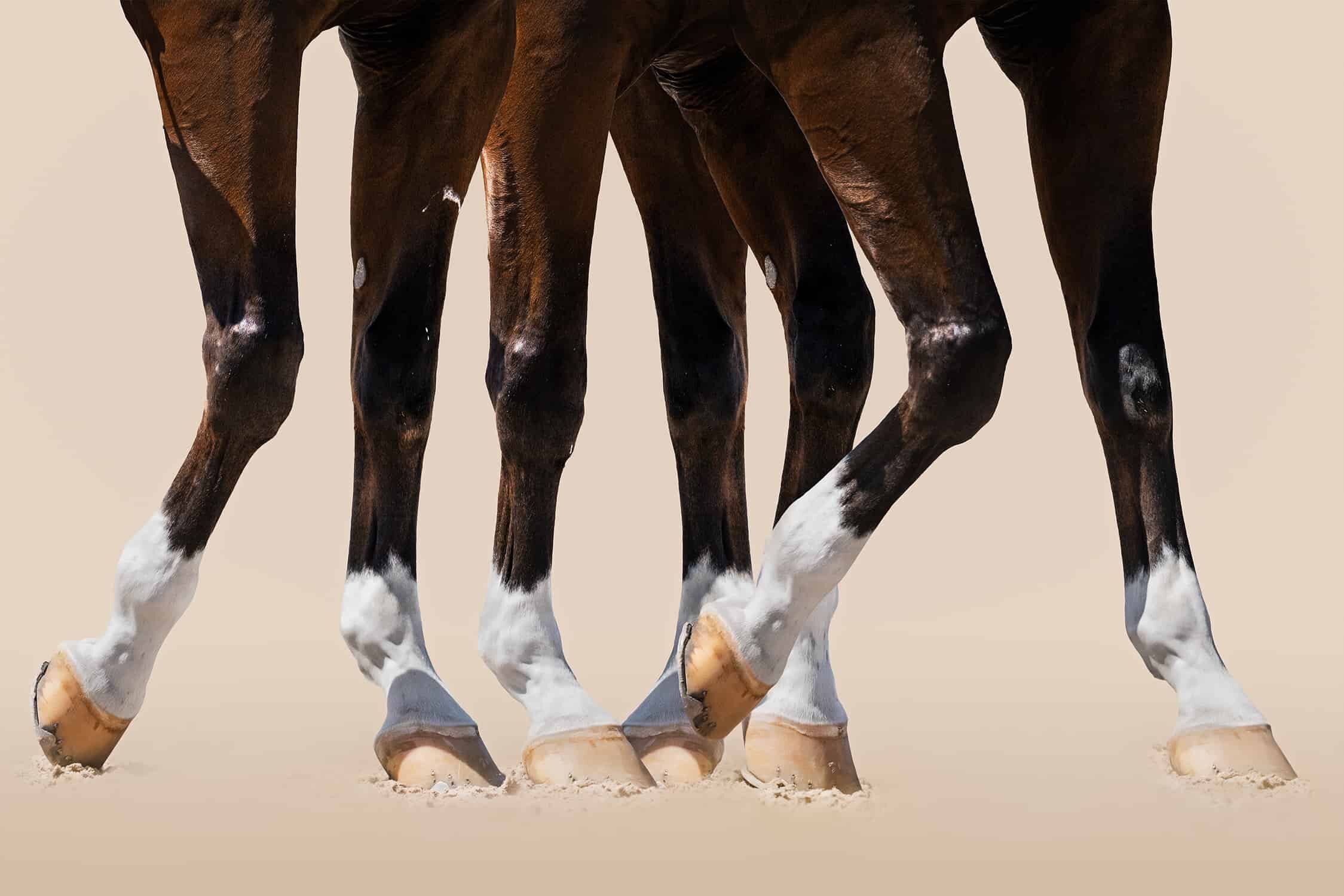 2/15 - 3/30/19, Monica Stevenson, Horse Scapes