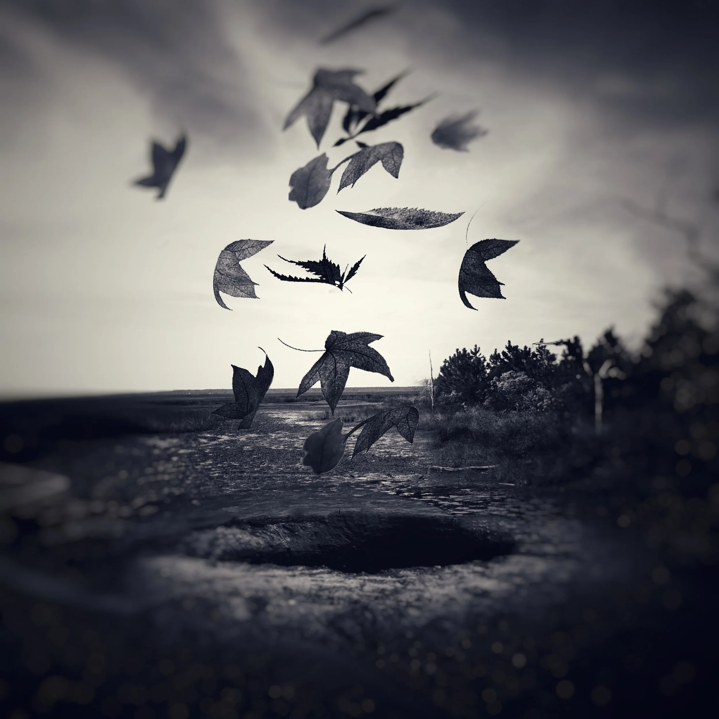 Rebecca Sexton Larson, Opening Reception