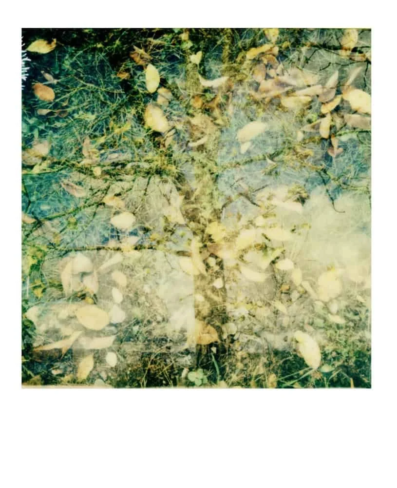 000239.jpg