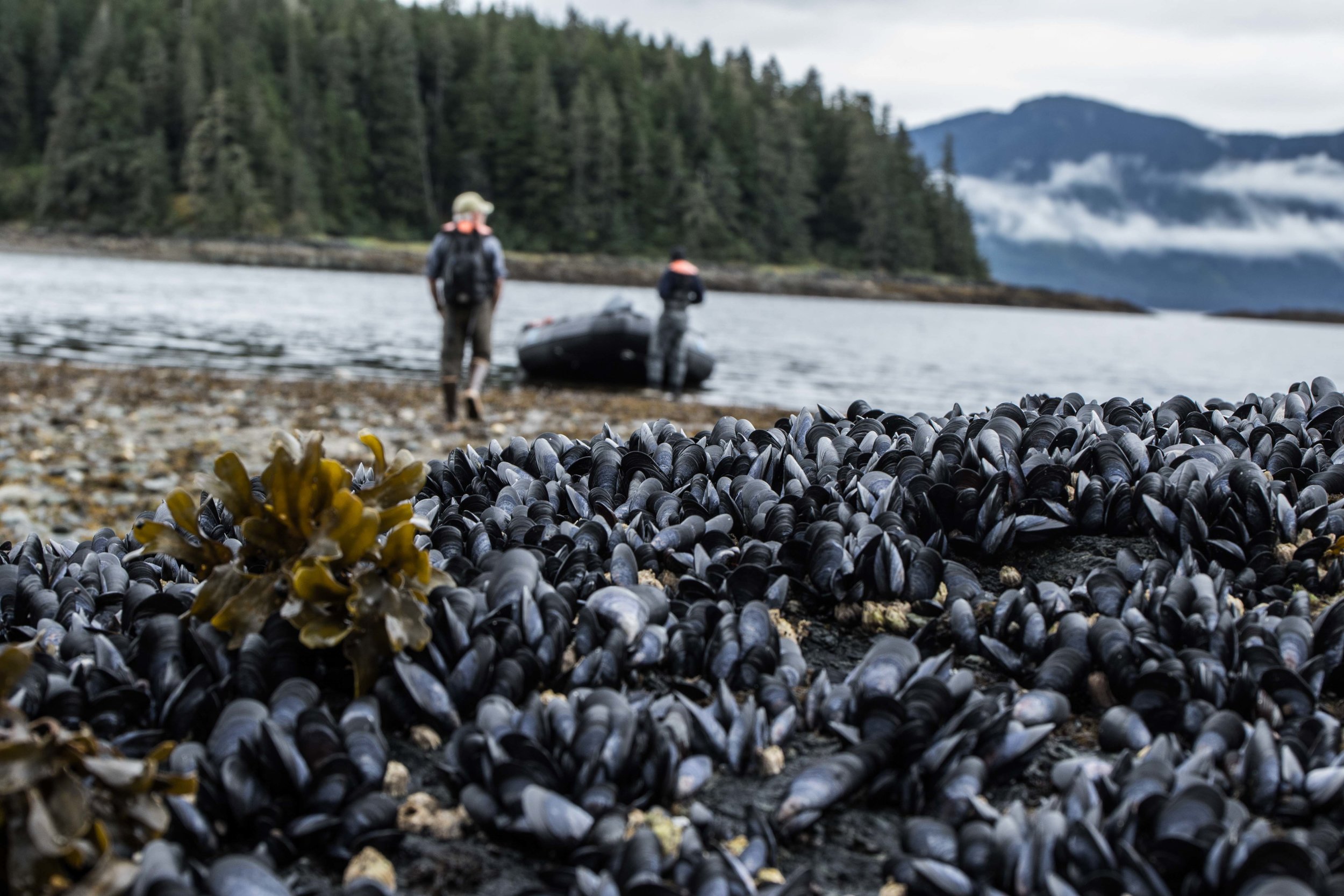 Barnacle boaters