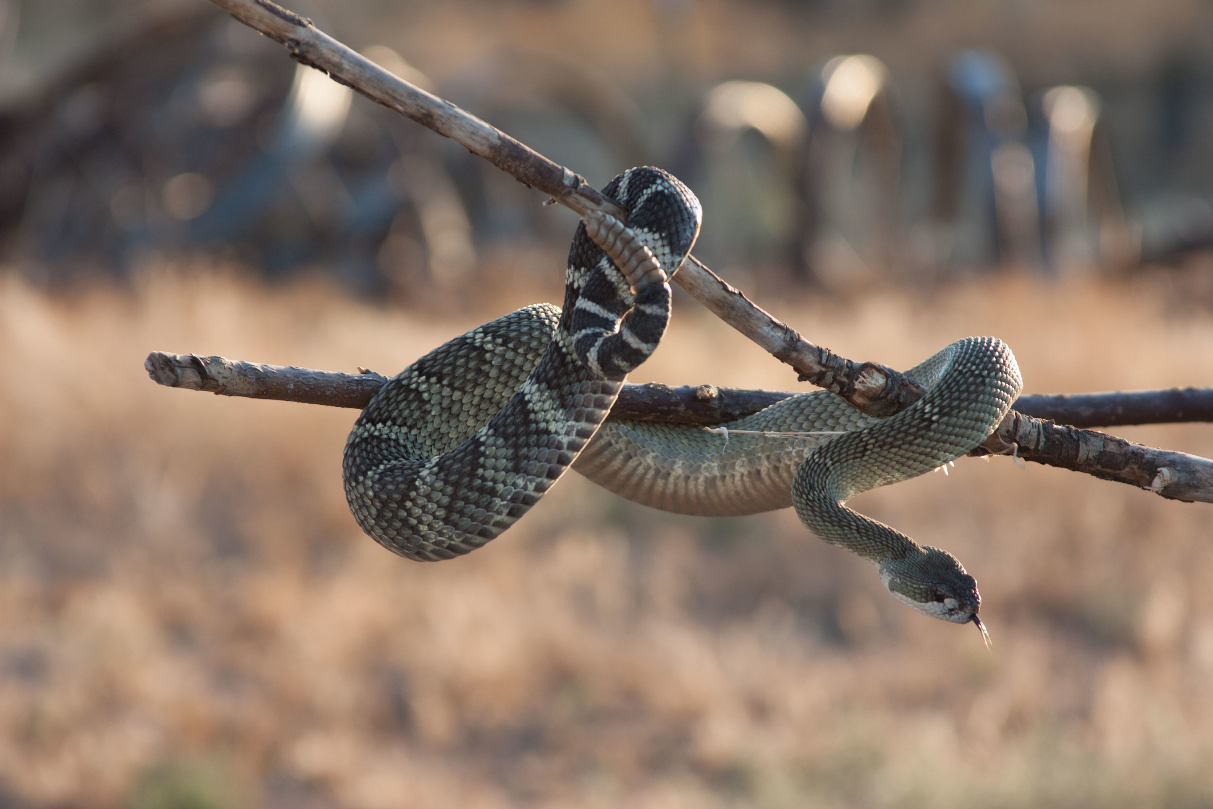 Farmer snake charming