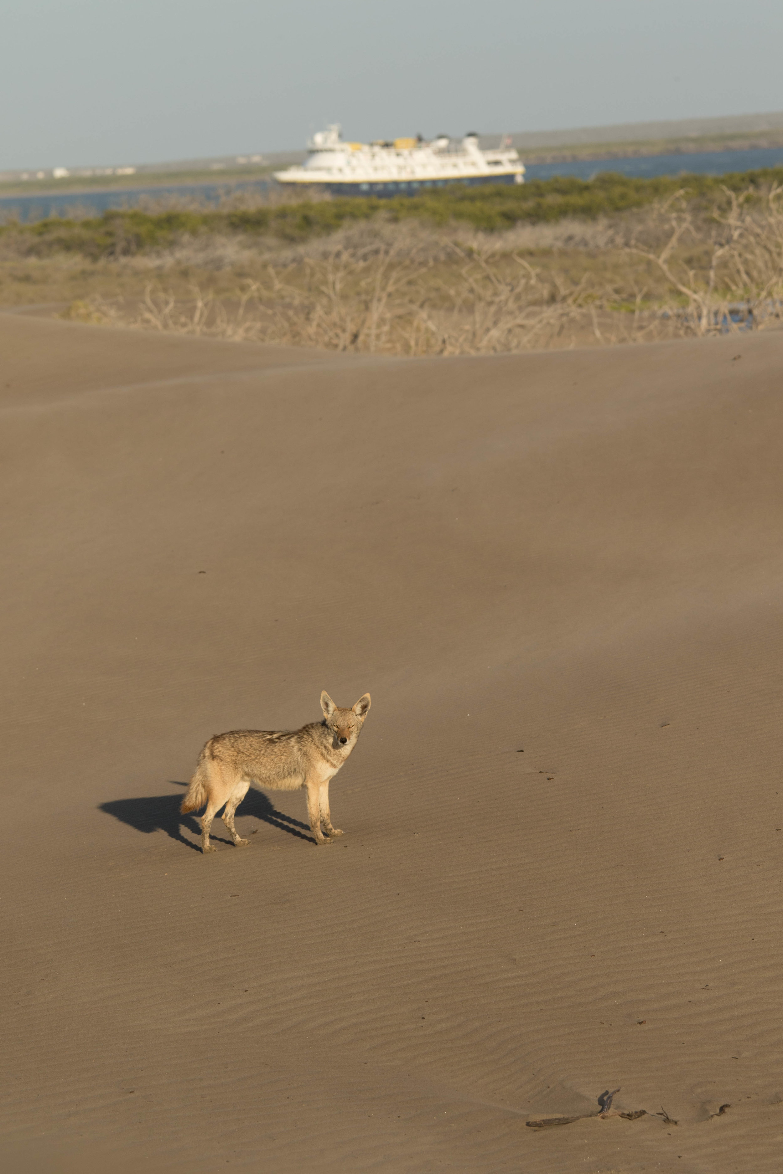 Coyote and Nat Geo Sea Bird