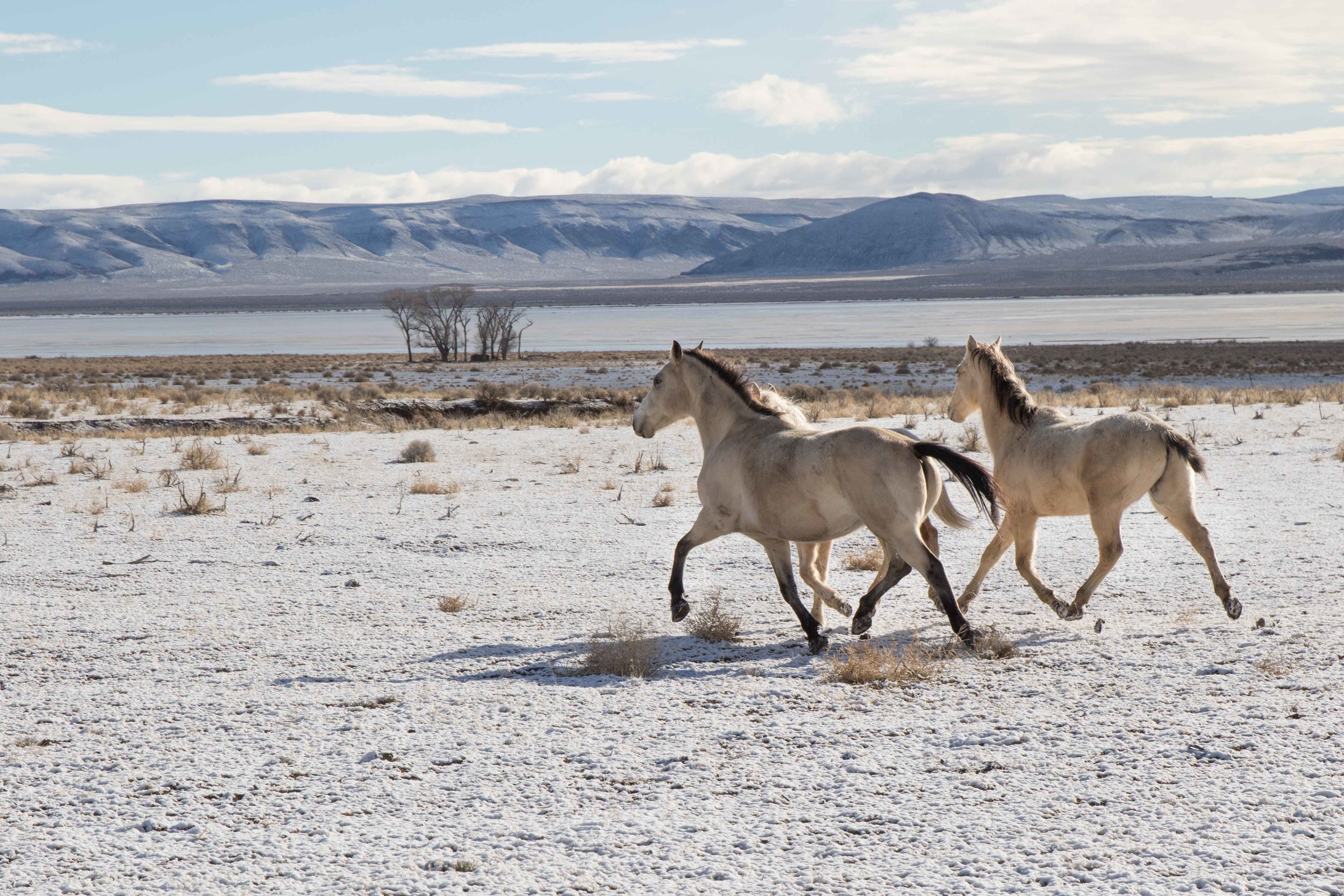 Wild Oregon Horses