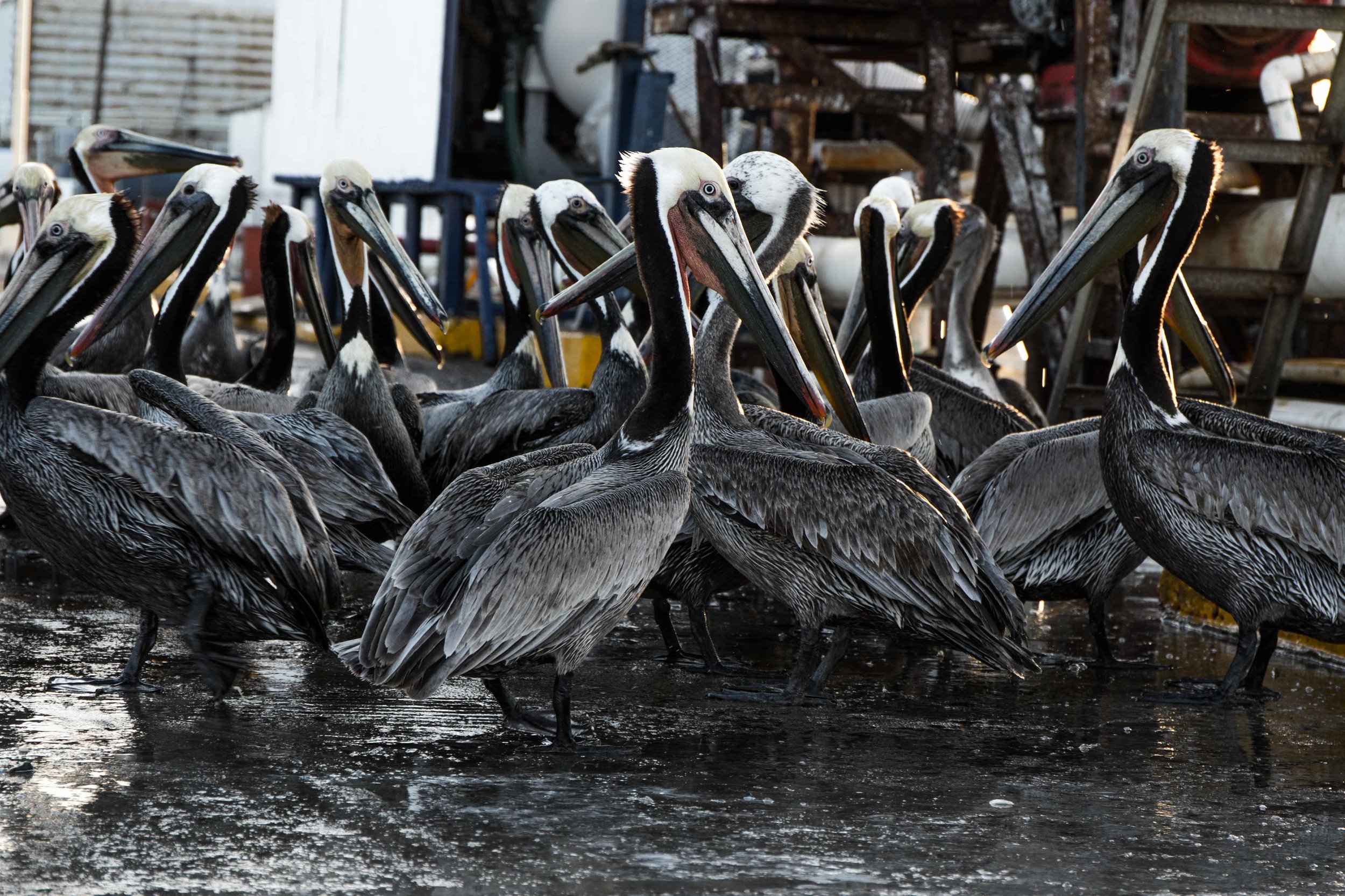 Pelican poachers