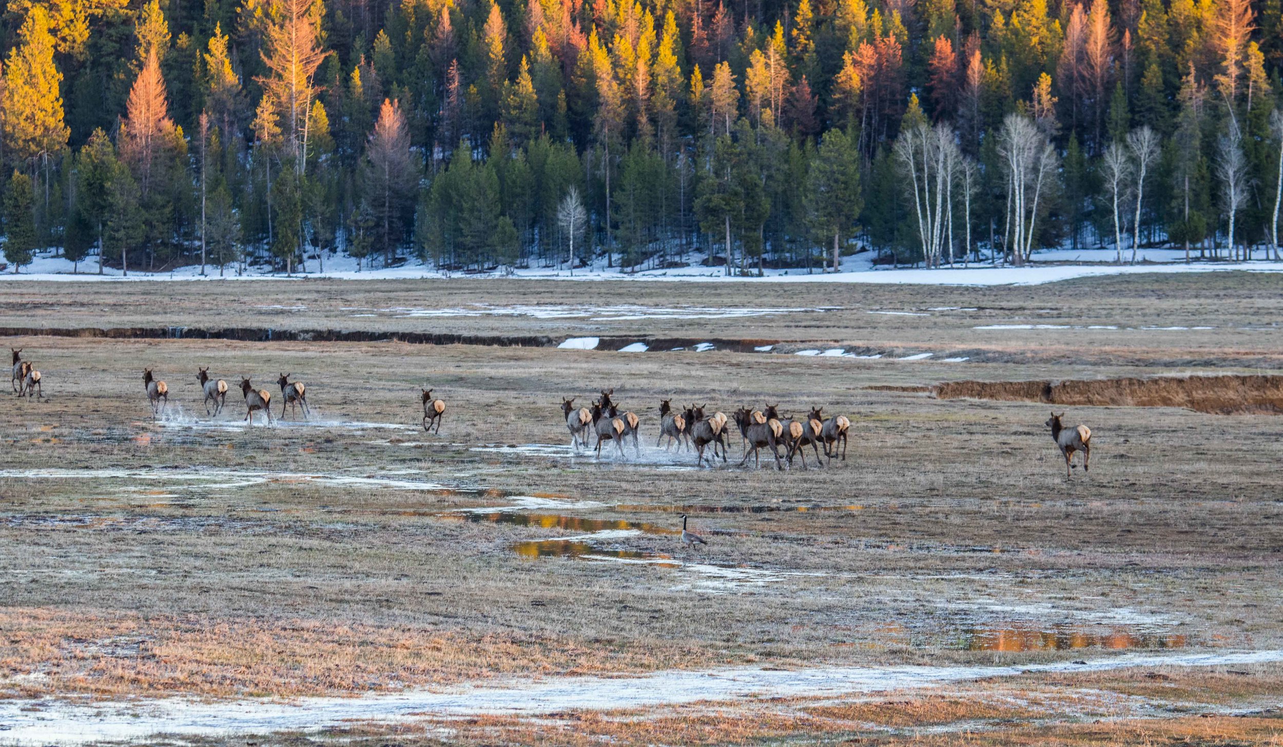 Rainbow Elk