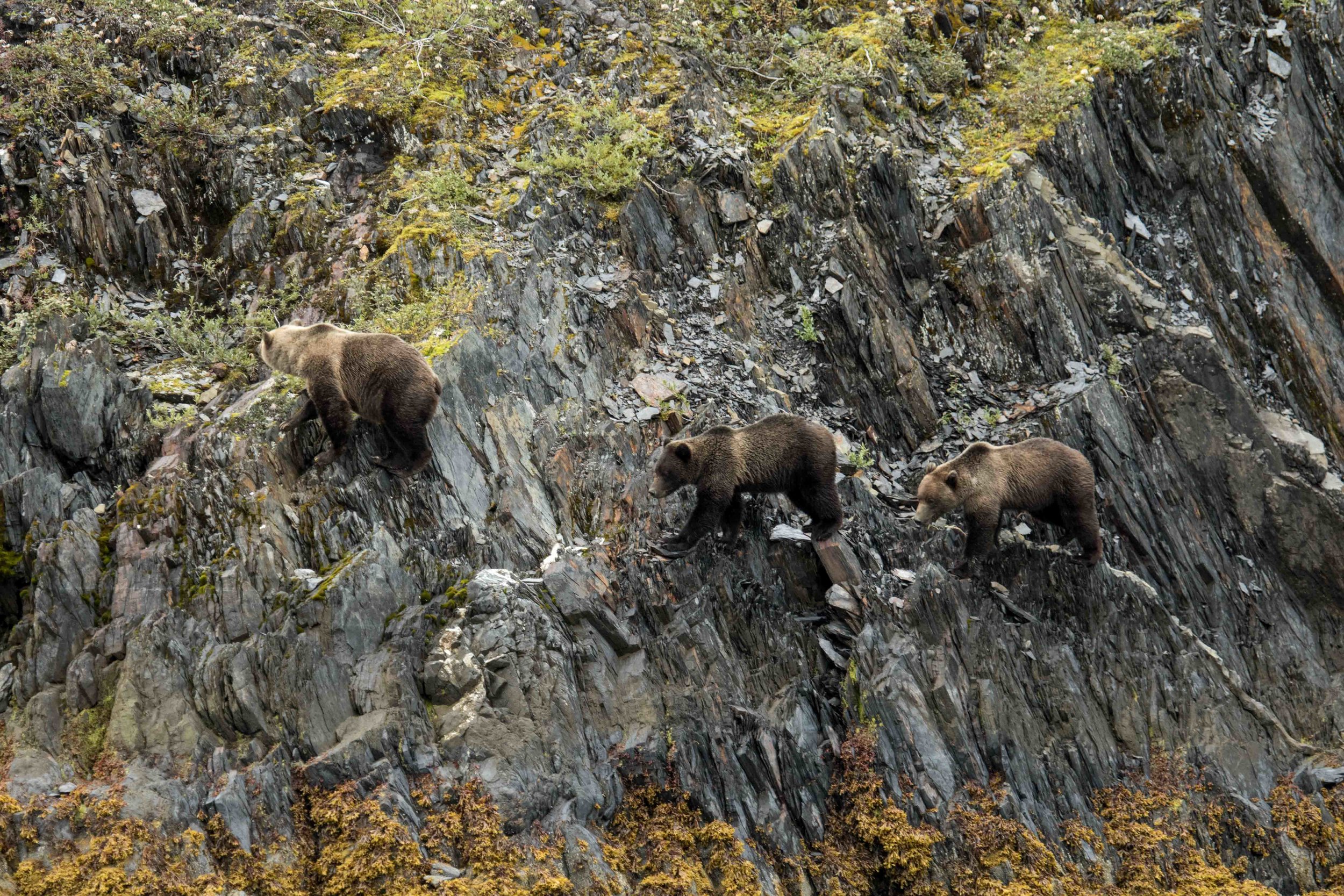 Mama bear leads