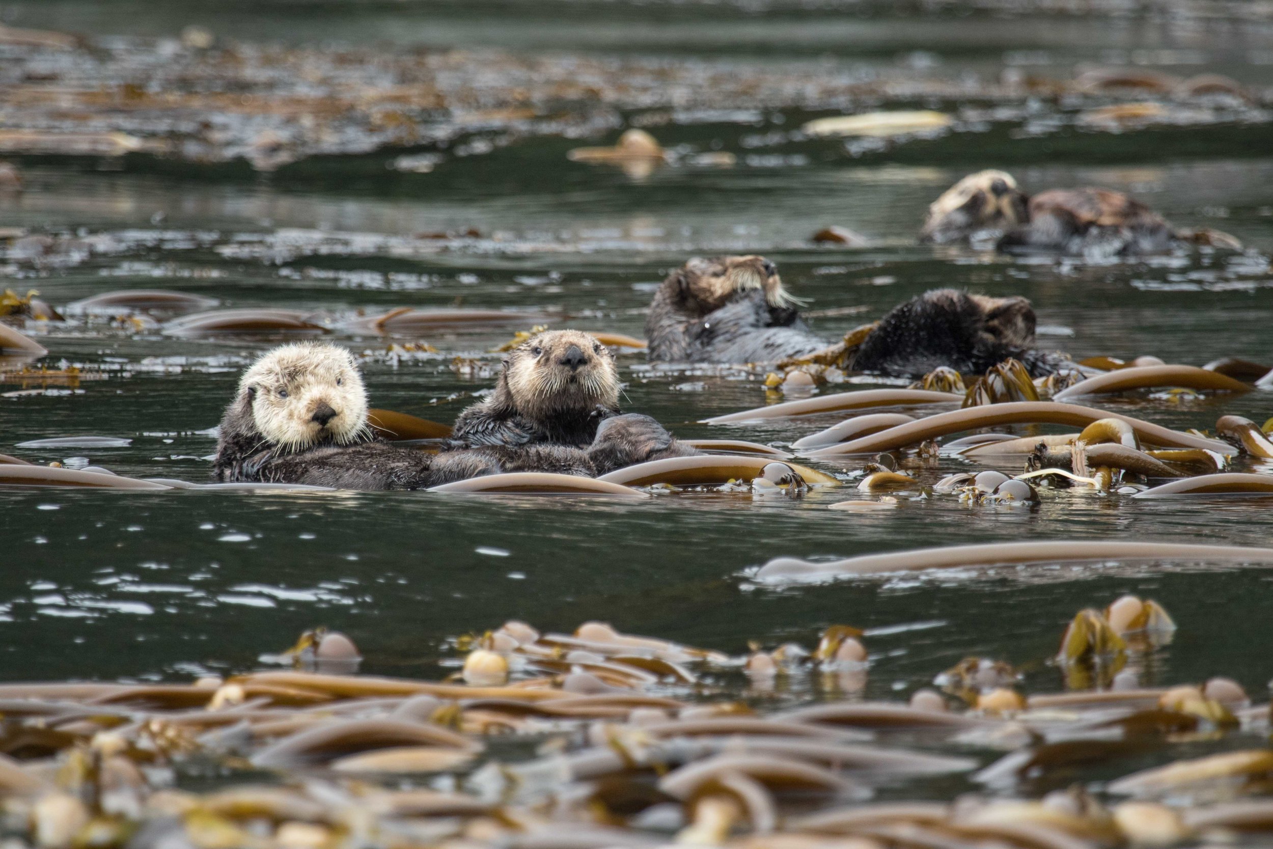 Otter haven