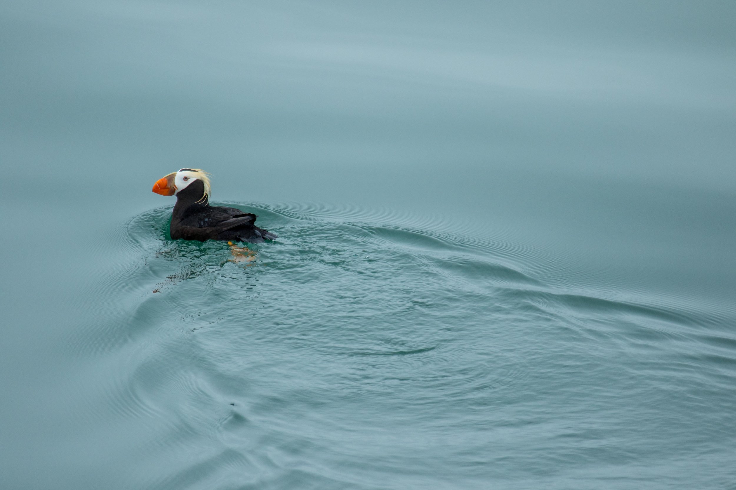 Puffin parade