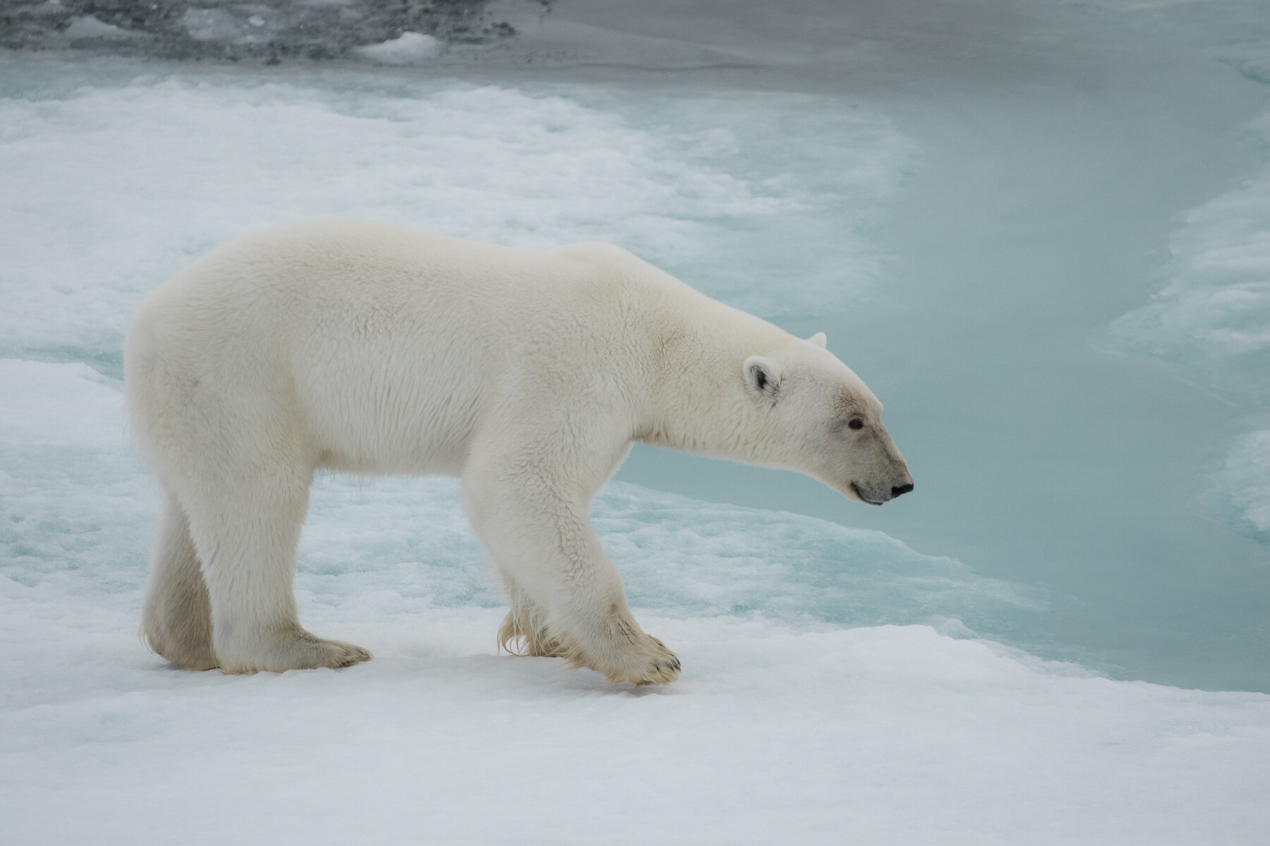  Canadian High Arctic - Polar Bear - clean frame 