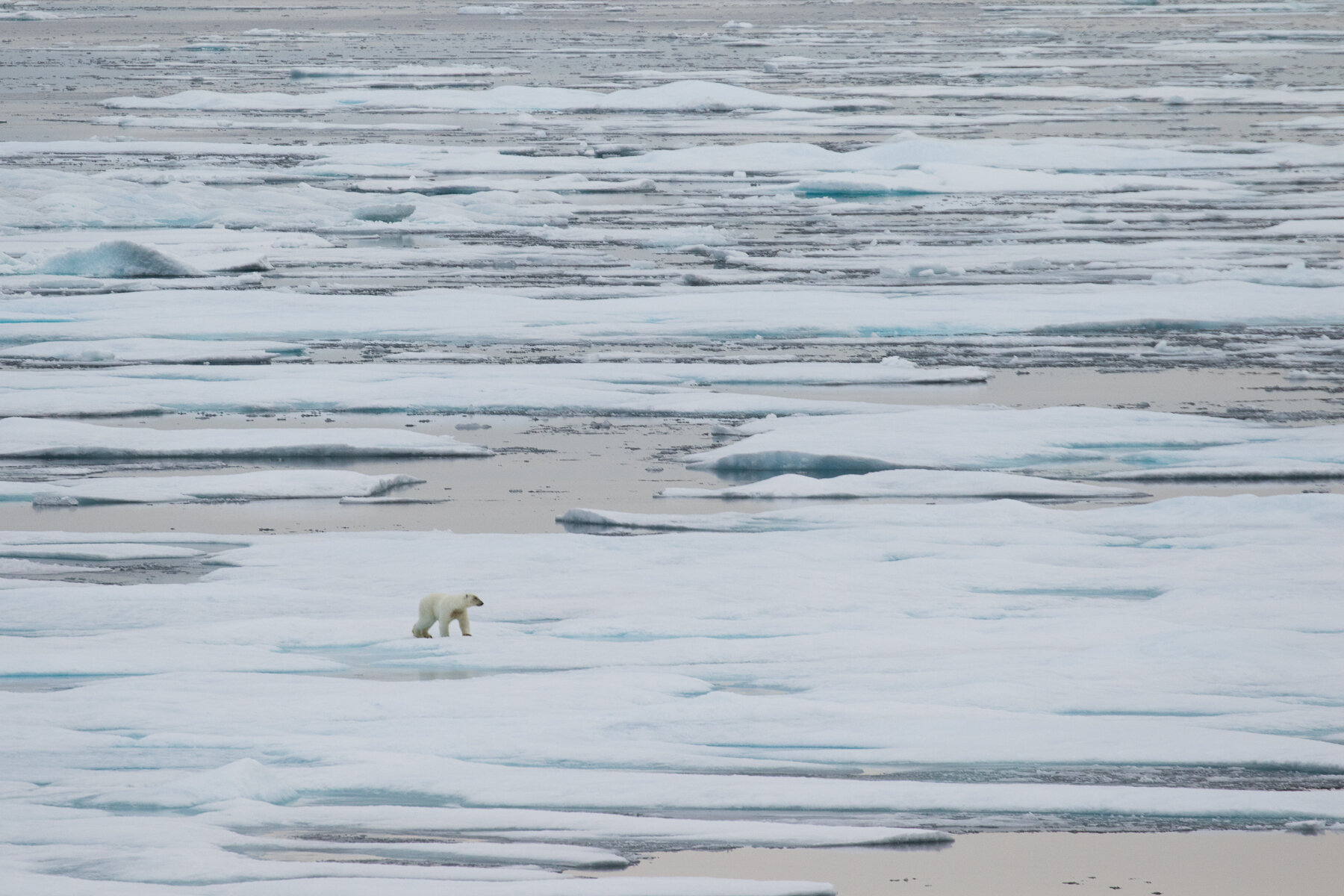  Canadian High Arctic - Polar Bear - Sense of place 