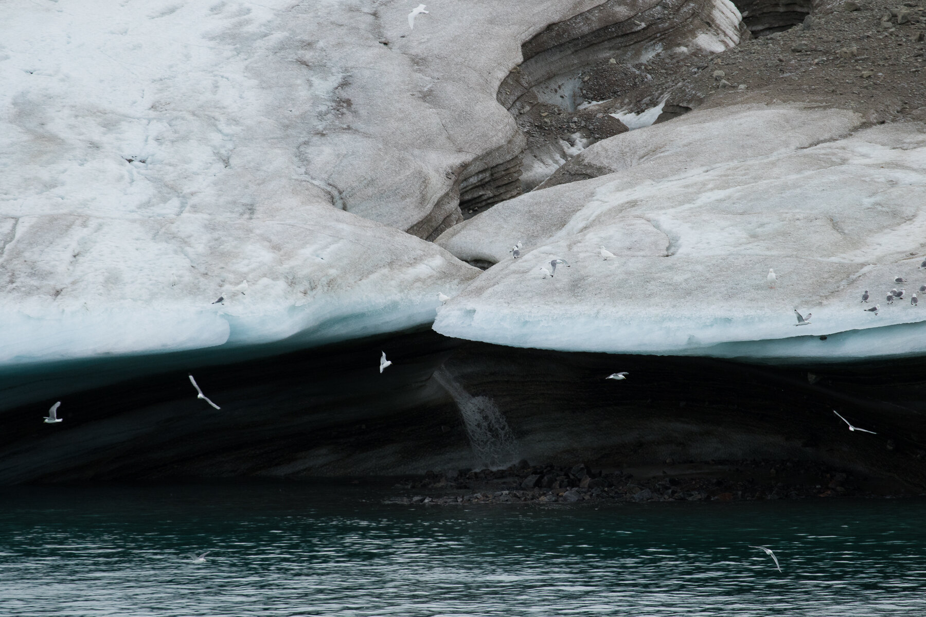  Canadian High Arctic - Gulls and glaciers 