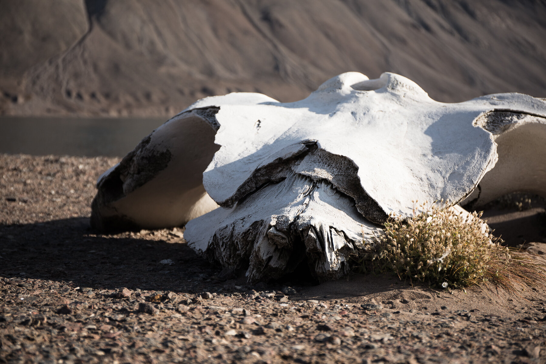  Canadian High Arctic - Bowhead whale skull 