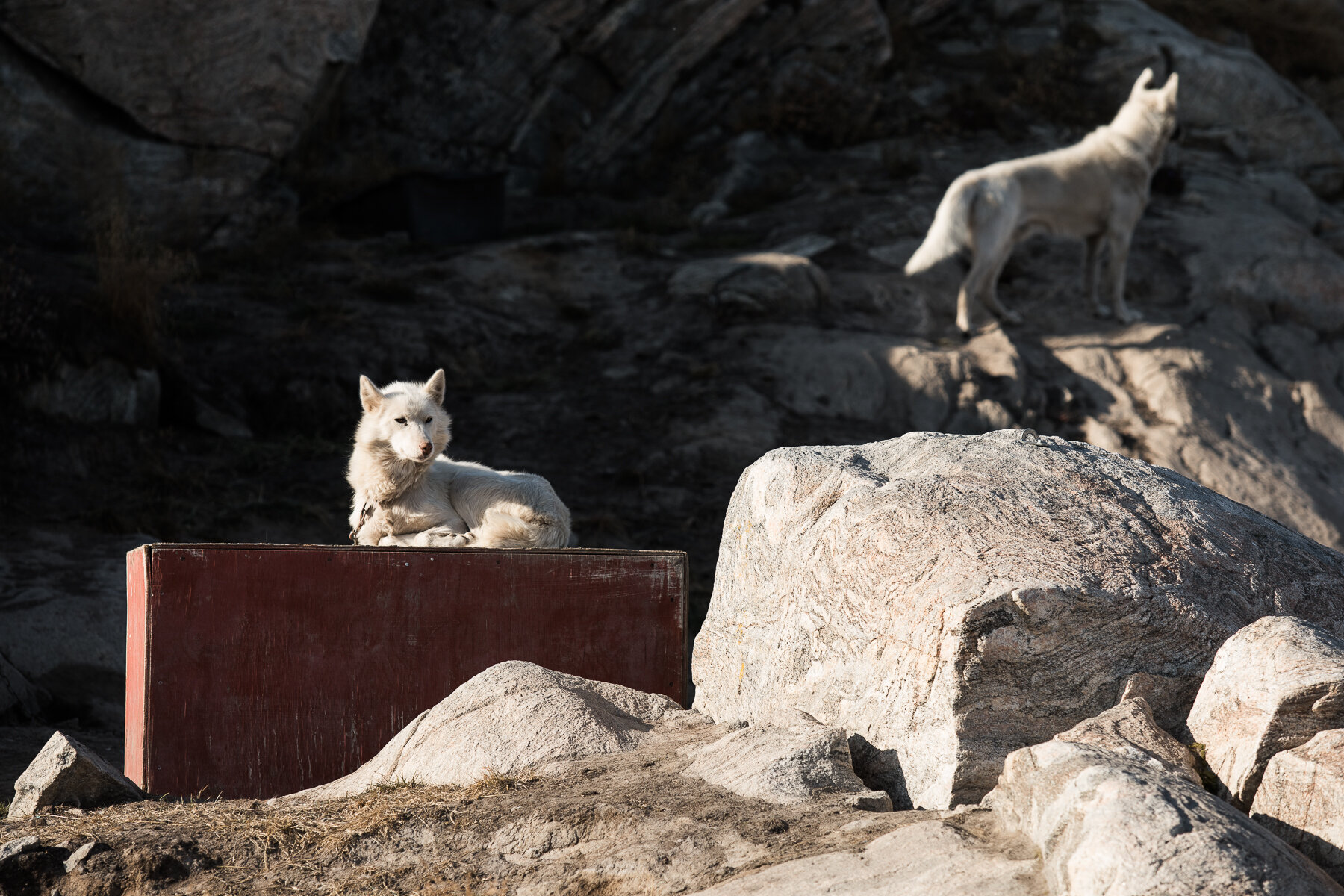  Greenland - Ilulissat- Mature working dogs 